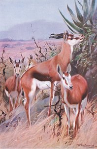 Springbok, illustratie uit Wildlife of the World, ca. 1910