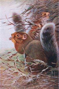 St. Paul Eekhoorn, illustratie uit Wildlife of the World, ca. 1910