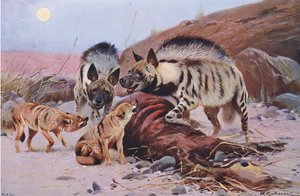 Gestreepte hyena en jakhals, uit Wildlife of the World gepubliceerd door Frederick Warne & Co, ca. 1900