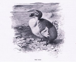 De Dodo, illustratie uit Wildlife of the World, ca. 1910 door Wilhelm Kuhnert