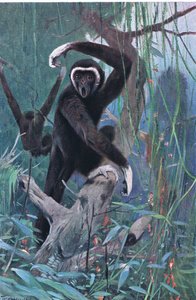 Witgehandgibbon, uit Wildlife of the World gepubliceerd door Frederick Warne & Co, ca. 1900 door Wilhelm Kuhnert