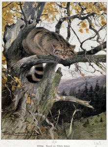 Wilde kat