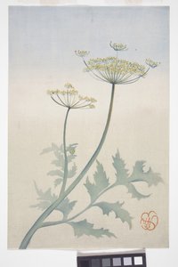 Koninginnenkruid, ca. 1908 door Wilhelmina Seegmiller