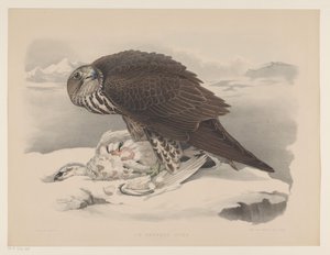 Giervalk met sneeuwhoen door Willem Bastiaan van Wouw