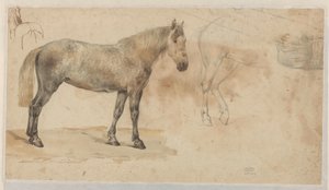 Studies van een paard