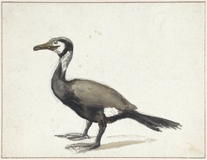 Aalscholver