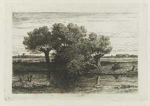 Visser bij de knotwilgen