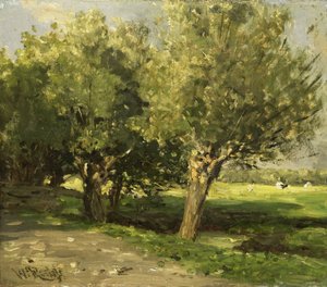 Wilgebomen