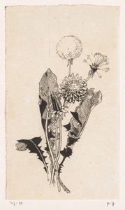 Paardenbloem door Willem Wenckebach