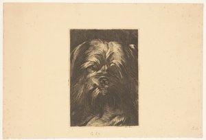 Hond Phoebus