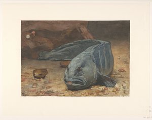 Zeewolf op de bodem van een aquarium