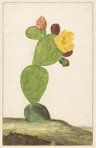 Bloeiende cactusvijg