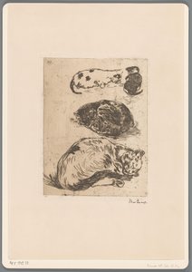 Studie van katten