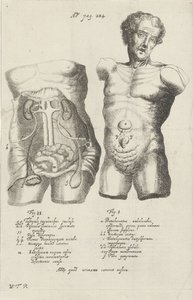 Anatomische studie van twee rompen