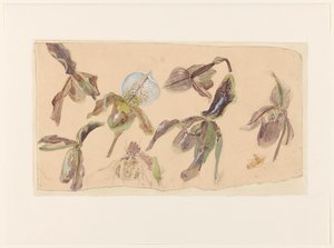 Zeven studies van orchideeën door Willem van Konijnenburg