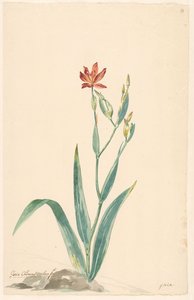 Luipaardbloem in een landschap