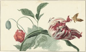 Tulp en een klaproos door Willem van Leen (attributed to)
