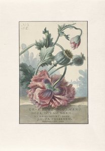 Klaprozen