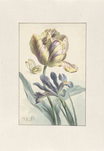 Tulp en Iris