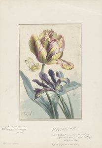 Tulp en iris