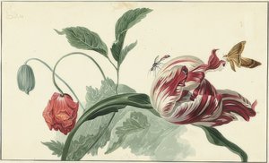 Tulp en papaver door Willem van Leen