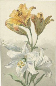 Gele en witte lelies door Willem van Leen