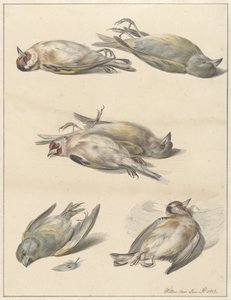 Zes dode vogeltjes door Willem van Leen