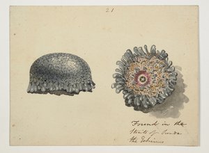 WD 961 f.21 door William Alexander