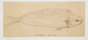 WD 961 f.24 door William Alexander