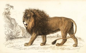 Afrikaanse leeuw, Panthera leo. Kwetsbaar door William Alexander Forbes