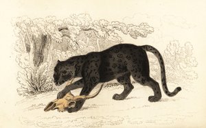Zwarte jaguar, Panthera pardus, 1834