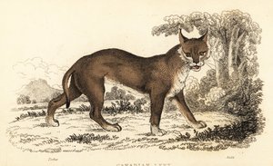 Canadese lynx, Lynx canadensis