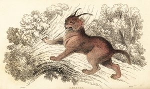 Caracal, Caracal caracal, 1834 door William Alexander Forbes