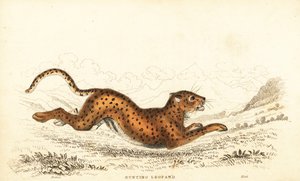 Jachtluipaard, Acinonyx jubatus