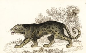 Nevelpanter, Neofelis nebulosa door William Alexander Forbes
