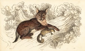 Euraziatische lynx, Lynx lynx