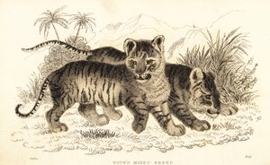 Hybride leeuwen- en tijgerwelpen door William Alexander Forbes
