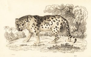 Jaguar, Panthera onca