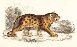 Jaguar, Panthera onca, 1834