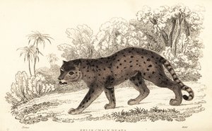 Jaguarundi, Puma yagouaroundi
