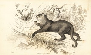 Jaguarundi, Puma yagouaroundi, 1834 door William Alexander Forbes