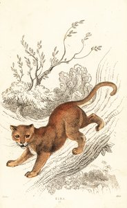 Jaguarundi, Puma yagouaroundi door William Alexander Forbes