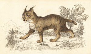 Junglekat, Felis chaus, 1834