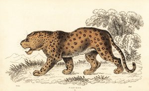 Luipaard, Panthera pardus, kwetsbaar