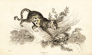 Margay, Leopardus wiedii, 1834 door William Alexander Forbes