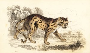 Margay, Leopardus wiedii, 1834 door William Alexander Forbes