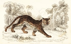 Margay, Leopardus wiedii catenata, 1834 door William Alexander Forbes