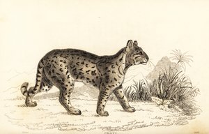 Ocelot, Leopardus pardalis mitis.,1834 door William Alexander Forbes