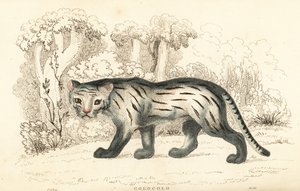 Pampaskat of pantanal, Leopardus colocola, 1834 door William Alexander Forbes