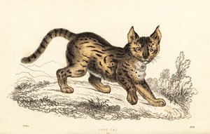 Serval, Leptailurus serval, 1834 door William Alexander Forbes
